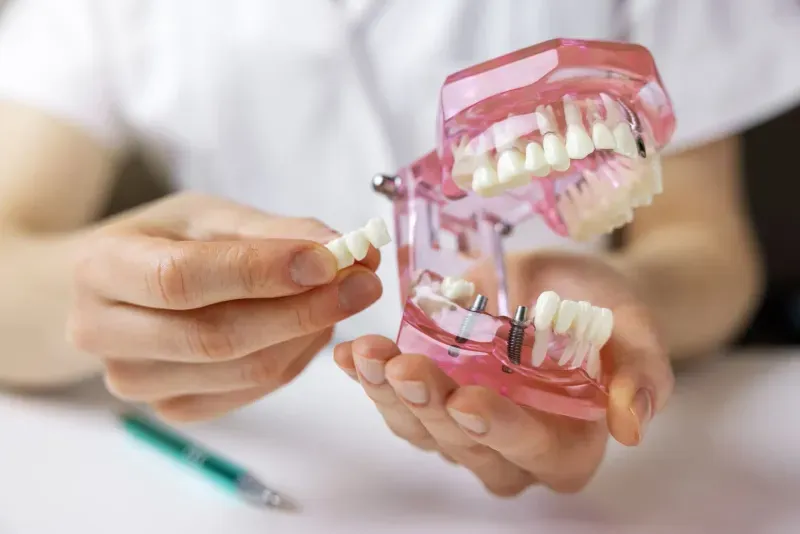 Dentist demonstrating dental model showing teeth anatomy and cleaning technique with pointer tool.